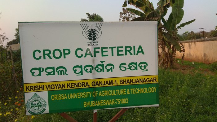 Crop Cafetaria